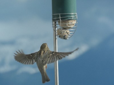 Holiday apartment Hanssen in Lindau/Lake Constance - Environment photo 40