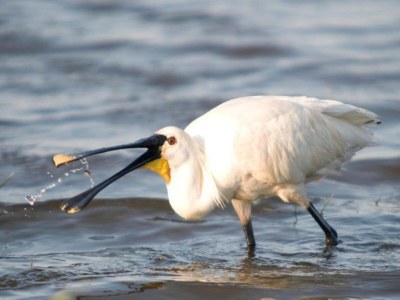 Apartment Apartment near Groote Keeten Beach - Environment photo 29