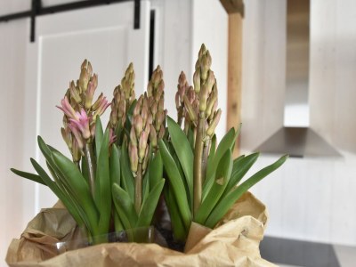 Holiday house Holiday Home near Groote Keeten Beach - Outdoor photo 40