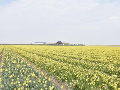 Holiday house Studio in Callantsoog in der Nähe des Meeres - Environment photo 31