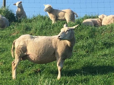 Holiday house Familie Kuckelkorn - Environment photo 20