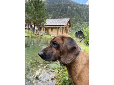 Holiday house Glacier Chalet by the Pond - Features photo 10