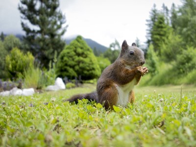 Holiday apartment 2-room apartment WALDE in the House Wildsee - Environment photo 37