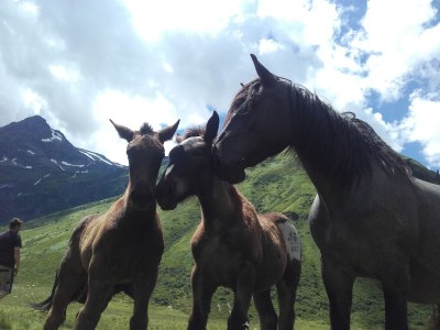 Holiday apartment Bio Bauernhof TORBAUER - Environment photo 18