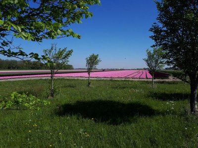 Holiday apartment Knipoog naar zee - Environment photo 15