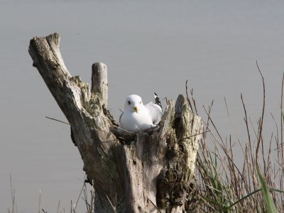Holiday apartment Summersby Fehmarn - Environment photo 27