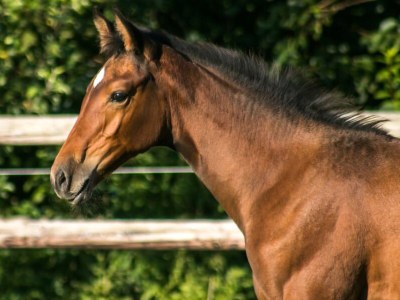 Holiday apartment Summersby Fehmarn - Environment photo 28