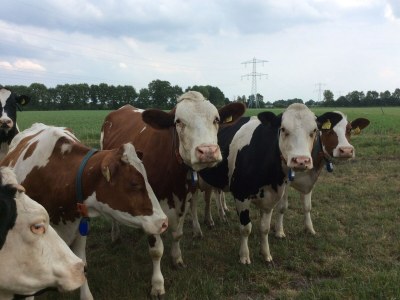 Holiday house Cozy holiday home in Volkel with Sauna - Environment photo 34