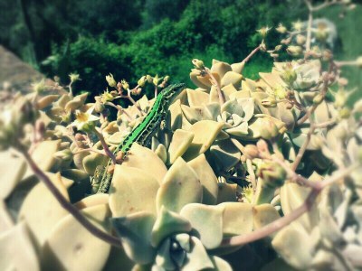 Holiday apartment Casa Volpini - Apartment Vera - Environment photo 17