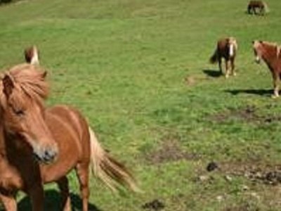 Holiday apartment Inzell - Chalet am Bach - Environment photo 38