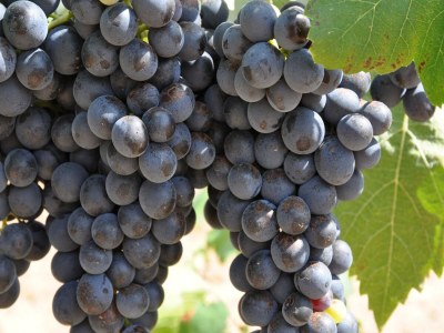 Holiday house Attraktive und luxuriöse Villa mit Pool-Jacuzzi - Environment photo 32