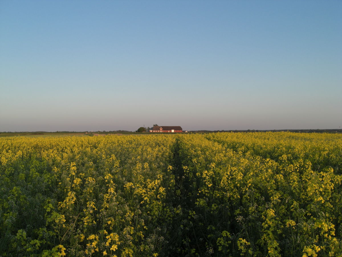Holiday apartment in a frisian house - Outdoor photo 3