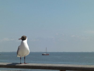 Holiday apartment in a frisian house - Environment photo 19