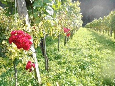 Holiday house The Styrian house on Seggauberg - Features photo 34