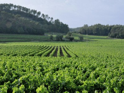 Holiday house Holiday Home in Lorgues with Pool and Terrace - Environment photo 38