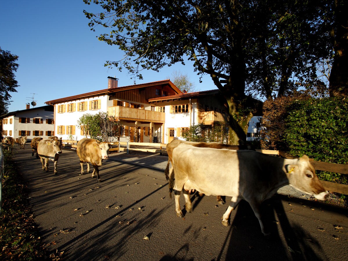 Holiday apartment Schwangau Homes - Outdoor photo 5