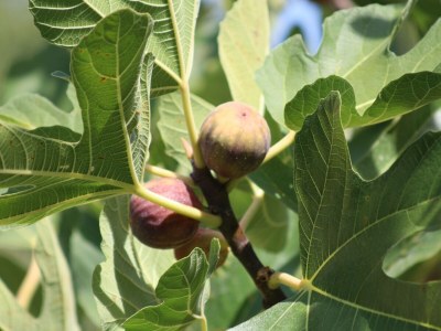 Holiday house Haus Joanna - Outdoor photo 18