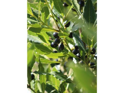 Holiday house Haus Joanna - Outdoor photo 20