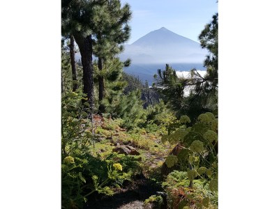 Holiday apartment "Flora" in La Paz - Environment photo 30