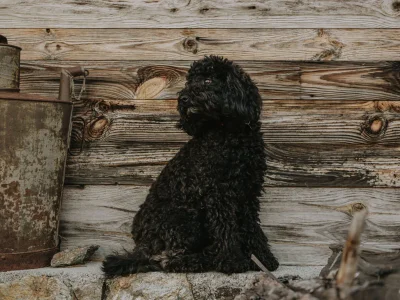 Chalet Chalet Resort Zu Kirchwies - Environment photo 17