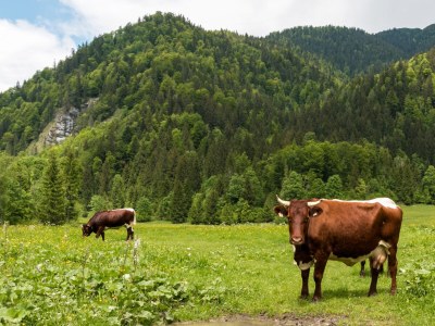 Holiday apartment Enzian in the house Sonnenrose 1 - Environment photo 10