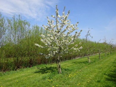 Holiday apartment Große Ferienwohnung Südterrasse in Sandstrandnähe der Elbe - Outdoor photo 14