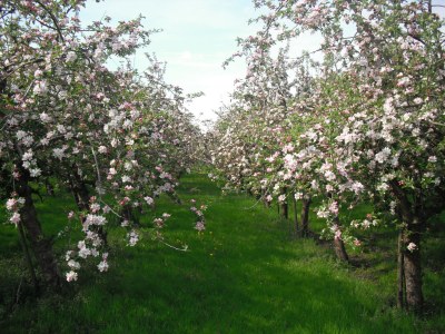 Holiday apartment Große Ferienwohnung Südterrasse in Sandstrandnähe der Elbe - Environment photo 26