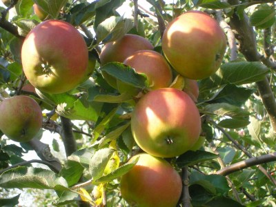 Holiday apartment Große Ferienwohnung Südterrasse in Sandstrandnähe der Elbe - Environment photo 27