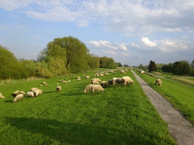 Holiday apartment Große Ferienwohnung Südterrasse in Sandstrandnähe der Elbe - Environment photo 33