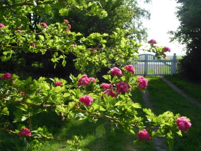 Holiday house cottage dream under reed - Outdoor photo 5