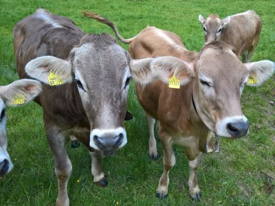 Holiday apartment Voelkel - Environment photo 36