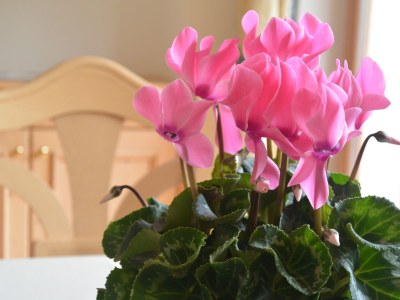 Holiday apartment Rumanon - Features photo 10