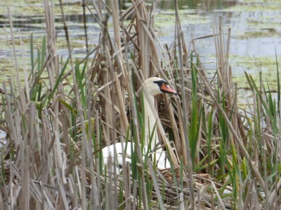 Holiday apartment "House on the Lake" - Environment photo 27