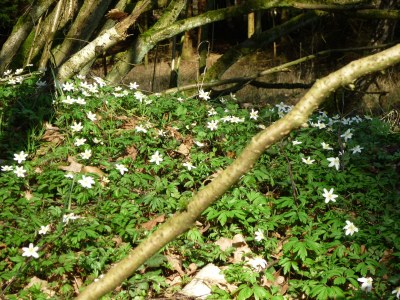 Holiday apartment "House on the Lake" - Environment photo 28