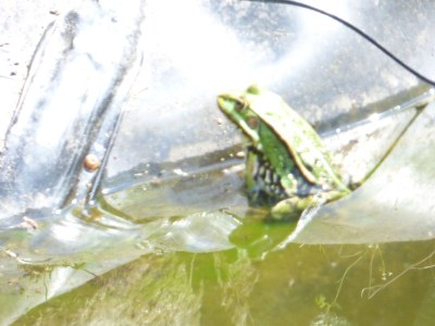 Holiday apartment "House on the Lake" - Environment photo 30