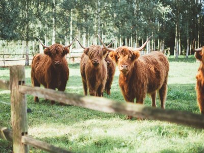 Holiday house Gruppenaufenthalt mit privatem Pool und Sauna - Environment photo 34