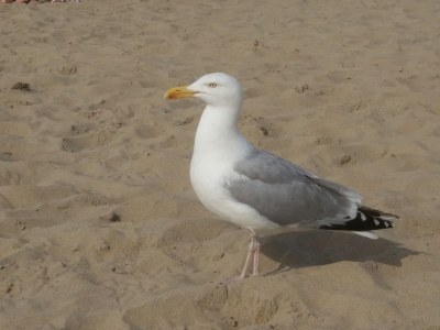 Holiday apartment Strand &Well - Environment photo 17