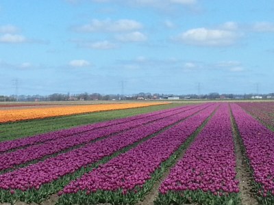 House boat van de Beek - Environment photo 34