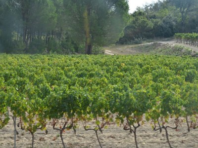 Villa Villa de la Desirade - Environment photo 17