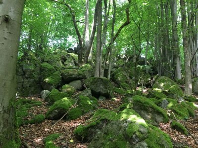 Apartment Terrassenwohnung im Westerwald - Environment photo 22