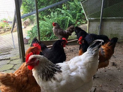 Apartment Terrassenwohnung im Westerwald - Outdoor photo 32