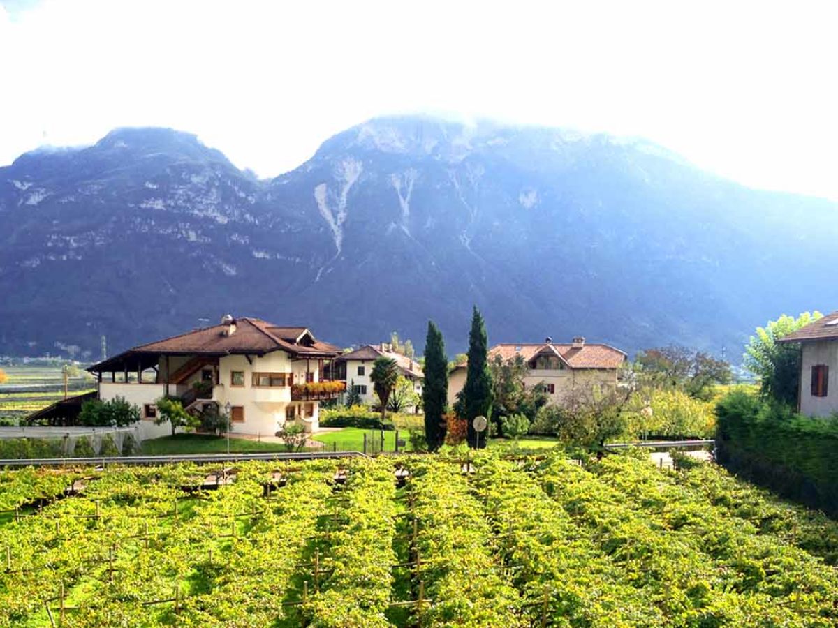 Holiday apartment East view of the Traubenhof Margreid. - Outdoor photo 3