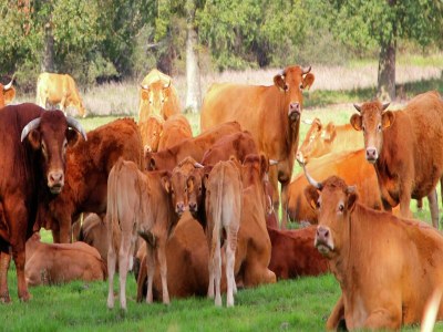 Holiday house Modern holiday home with swimming pool - Environment photo 36