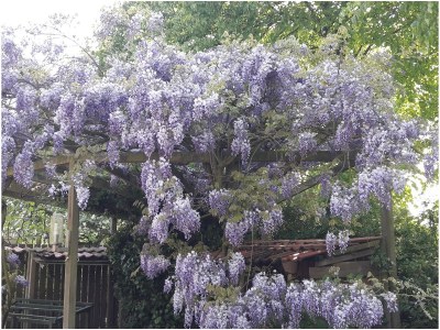 Holiday apartment The 'Kakkenisje' - Outdoor photo 14