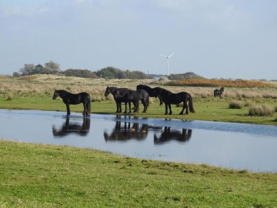 Apartment Wohnung in Callantsoog nahe Nordseeküste - Environment photo 28