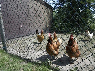 Apartment Apartment in Hippolytushoef for 2 Guest - Outdoor photo 40