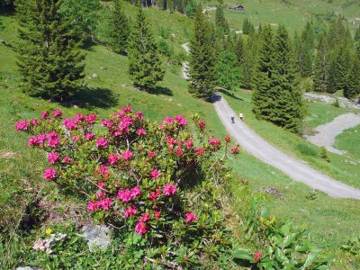 Holiday apartment im Haus Wenin an den Kitzbüheler Alpen - Environment photo 16