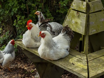 Holiday apartment Familie Wardenaar - Environment photo 13