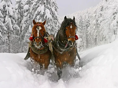 Holiday apartment Superb vacation close to the Kitzbüheler Alps - Environment photo 17