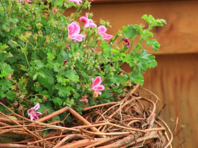 Holiday apartment Abendrot - Environment photo 21